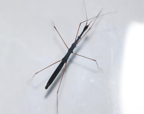 Hydrometra stagnorum